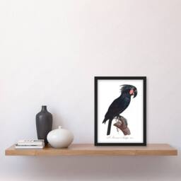 Artery8 Francois Levaillant Framed Wall Art Print Black Palm Cockatoo Parrot in White - Size: A4 - thumbnail 2