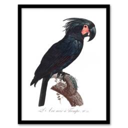 Artery8 Francois Levaillant Framed Wall Art Print Black Palm Cockatoo Parrot in White - Size: A4 - thumbnail 1