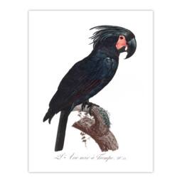Artery8 Francois Levaillant Framed Wall Art Print Black Palm Cockatoo Parrot in White - Size: A4 - thumbnail 3