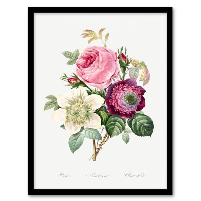 Artery8 Pierre Joseph Redoute Framed Wall Art Anemone & Cabbage Rose Flower in White - Size: A4 - image 1