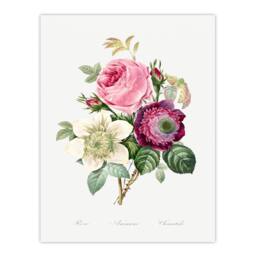 Artery8 Pierre Joseph Redoute Framed Wall Art Anemone & Cabbage Rose Flower in White - Size: A4 - thumbnail 3