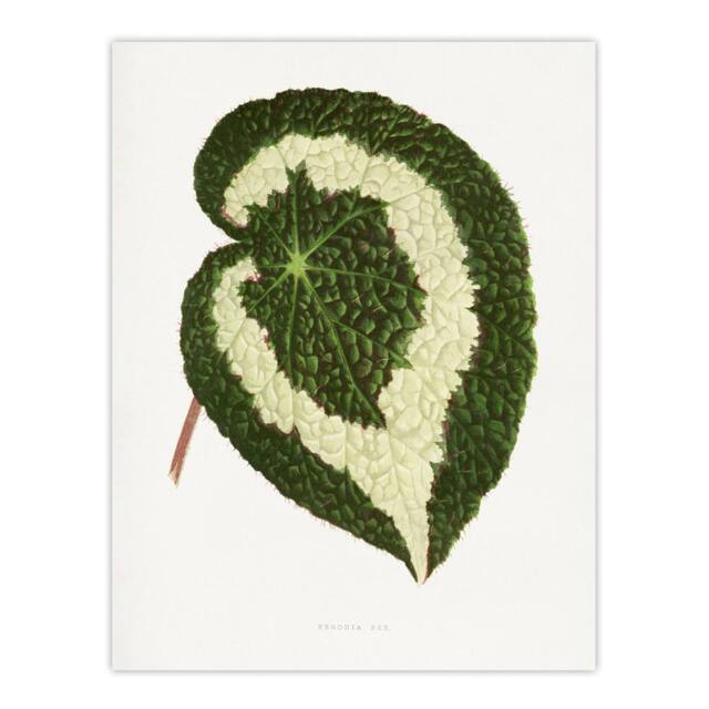 "Artery8 AF Lydon Benjamin Fawcett Begonia Red Leaf Wall Art Print in White - Size: W12"" x H16""" - image 1
