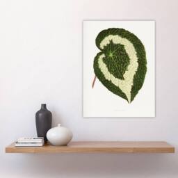 "Artery8 AF Lydon Benjamin Fawcett Begonia Red Leaf Wall Art Print in White - Size: W12"" x H16""" - thumbnail 4