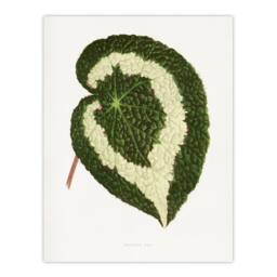 "Artery8 AF Lydon Benjamin Fawcett Begonia Red Leaf Wall Art Print in White - Size: W12"" x H16""" - thumbnail 1
