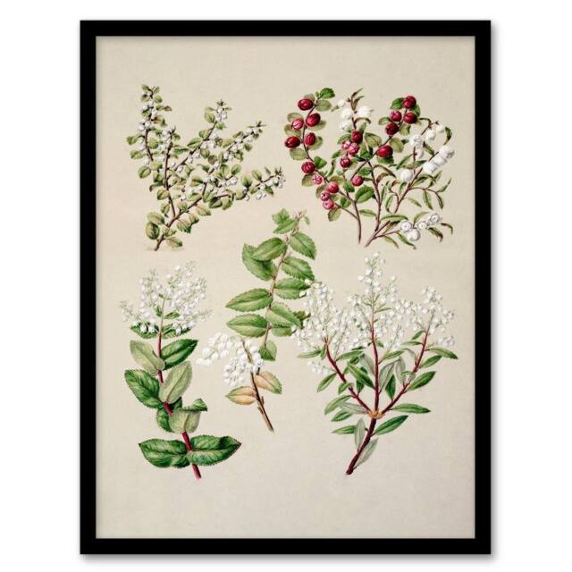 Artery8 Sarah Featon Framed Wall Art New Zealand Gaultheria Flowering Plant in Beige - Size: A4 - image 1