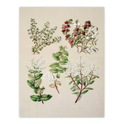 Artery8 Sarah Featon Framed Wall Art New Zealand Gaultheria Flowering Plant in Beige - Size: A4 - thumbnail 3