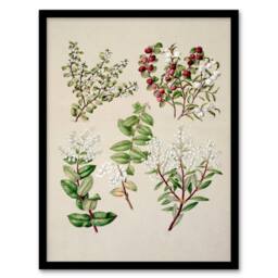 Artery8 Sarah Featon Framed Wall Art New Zealand Gaultheria Flowering Plant in Beige - Size: A4 - thumbnail 1