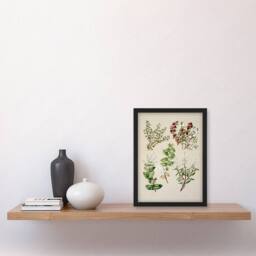 Artery8 Sarah Featon Framed Wall Art New Zealand Gaultheria Flowering Plant in Beige - Size: A4 - thumbnail 2