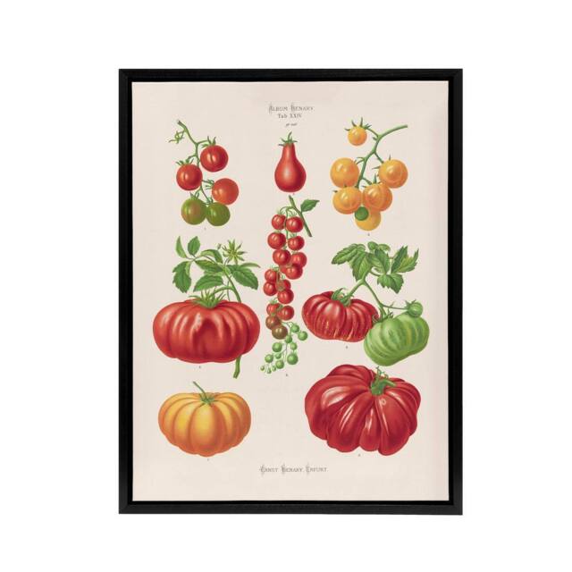 "Artery8 Tomatoes or Love Apples Ernst Benary Framed Canvas Wall Art Print in White - Size: W12"" x H16""" - image 1