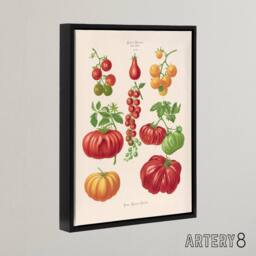 "Artery8 Tomatoes or Love Apples Ernst Benary Framed Canvas Wall Art Print in White - Size: W12"" x H16""" - thumbnail 2
