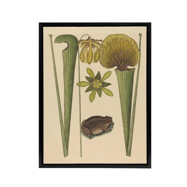 "Artery8 Land Frog & Sarracenia Pitcher Plant Catesby Framed Canvas Wall Art in Beige - Size: W12"" x H16""" - image 1
