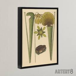 "Artery8 Land Frog & Sarracenia Pitcher Plant Catesby Framed Canvas Wall Art in Beige - Size: W12"" x H16""" - thumbnail 2