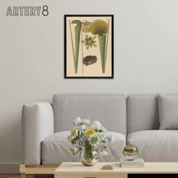 "Artery8 Land Frog & Sarracenia Pitcher Plant Catesby Framed Canvas Wall Art in Beige - Size: W12"" x H16""" - thumbnail 3