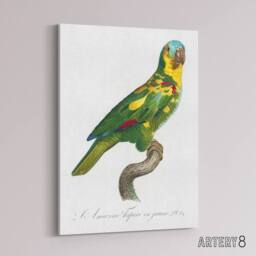"Artery8 The Turquoise Fronted Amazon Parrot Levaillant Canvas Wall Art Print in White - Size: W12"" x H16""" - thumbnail 2