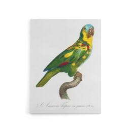 "Artery8 The Turquoise Fronted Amazon Parrot Levaillant Canvas Wall Art Print in White - Size: W12"" x H16""" - thumbnail 1