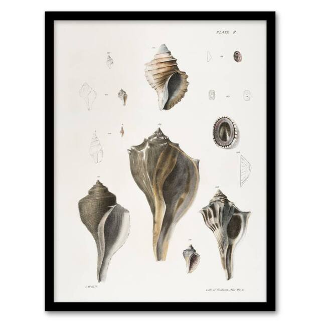 Artery8 James De Kay Types of Seashells Pencil Drawing Framed Wall Art Print in White - Size: A4 - image 1