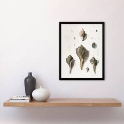 Artery8 James De Kay Types of Seashells Pencil Drawing Framed Wall Art Print in White - Size: A4 - thumbnail 4