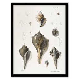 Artery8 James De Kay Types of Seashells Pencil Drawing Framed Wall Art Print in White - Size: A4 - thumbnail 1