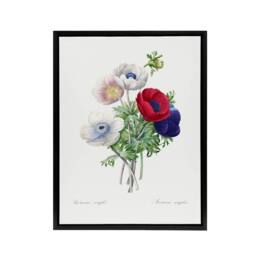 "Artery8 Anemone Flowers Botanical Redoute Vintage Black Framed Canvas Wall Art in White - Size: W12"" x H16""" - thumbnail 1