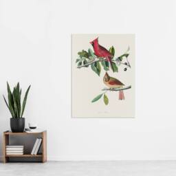 "Artery8 Cardinal Grosbeak Bird Audubon Nature Wall Art Print Poster in White - Size: W12"" x H16""" - thumbnail 4