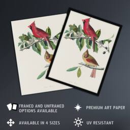 "Artery8 Cardinal Grosbeak Bird Audubon Nature Wall Art Print Poster in White - Size: W12"" x H16""" - thumbnail 2