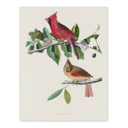 "Artery8 Cardinal Grosbeak Bird Audubon Nature Wall Art Print Poster in White - Size: W12"" x H16""" - thumbnail 1