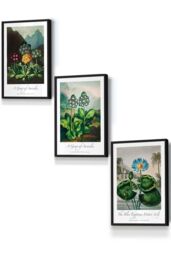ARTZE Vintage Auricula & Lily Flowers Floral Framed Wall Art - Small in Black - Size: W33 cm x H45 cm x D20mm - thumbnail 1