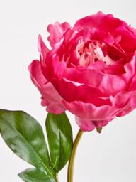 Premier Housewares Fiori Artificial flowers Peony Stem Flower - 65cm in Pink - thumbnail 3