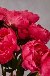 Premier Housewares Fiori Artificial flowers Peony Stem Flower - 65cm in Pink - thumbnail 6