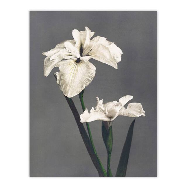 "Artery8 White Water Iris Flowers Vintage Japan Wall Art Print Kazumasa in Grey - Size: W12"" x H16""" - image 1