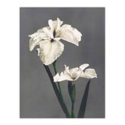 "Artery8 White Water Iris Flowers Vintage Japan Wall Art Print Kazumasa in Grey - Size: W12"" x H16""" - thumbnail 1