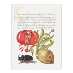Artery8 Model Book of Calligraphy Framed Wall Art Turks Cap Lily Fig & Beetle in White - Size: A4 - thumbnail 3