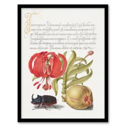 Artery8 Model Book of Calligraphy Framed Wall Art Turks Cap Lily Fig & Beetle in White - Size: A4 - thumbnail 1