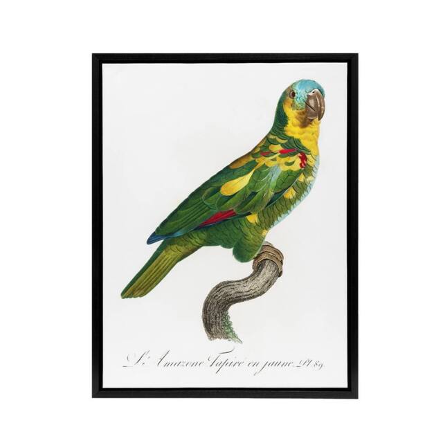 "Artery8 The Turquoise Fronted Amazon Parrot Levaillant Framed Canvas Wall Art in White - Size: W12"" x H16""" - image 1