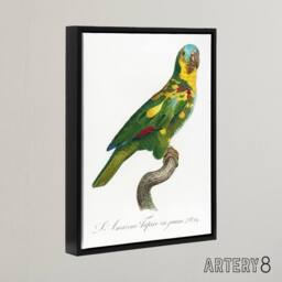 "Artery8 The Turquoise Fronted Amazon Parrot Levaillant Framed Canvas Wall Art in White - Size: W12"" x H16""" - thumbnail 2