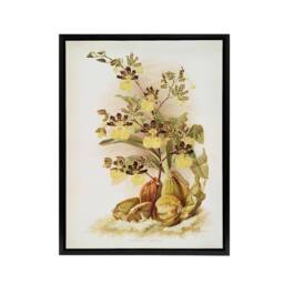 "Artery8 Frederick Sander Oncidium Tigrinum Orchid Flowers Framed Canvas Art - Size: W12"" x H16""" - thumbnail 1