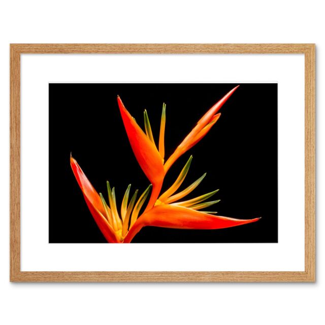 "Artery8 Wall Art Print Bird of Paradise Flower Framed in Beige - Size: W7"" x H9""" - image 1