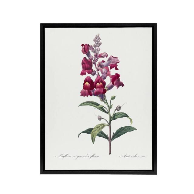 "Artery8 Antirrhinum Dragon Flowers Redoute Black Framed Canvas Wall Art in White - Size: W12"" x H16""" - image 1