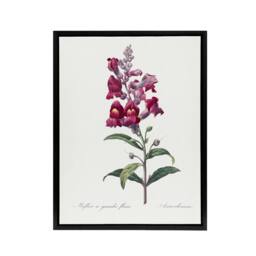 "Artery8 Antirrhinum Dragon Flowers Redoute Black Framed Canvas Wall Art in White - Size: W12"" x H16""" - thumbnail 1