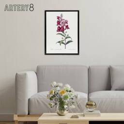 "Artery8 Antirrhinum Dragon Flowers Redoute Black Framed Canvas Wall Art in White - Size: W12"" x H16""" - thumbnail 3