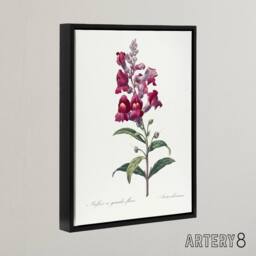 "Artery8 Antirrhinum Dragon Flowers Redoute Black Framed Canvas Wall Art in White - Size: W12"" x H16""" - thumbnail 2