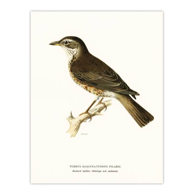 "Artery8 Redwing Bird Turdus Iliacus Von Wright Vintage Wall Art Print Poster in White - Size: W24"" x H32""" - image 1
