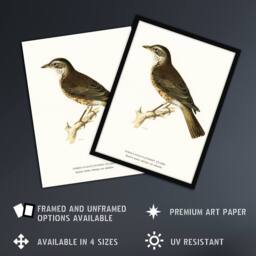 "Artery8 Redwing Bird Turdus Iliacus Von Wright Vintage Wall Art Print Poster in White - Size: W24"" x H32""" - thumbnail 2