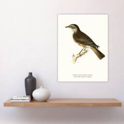 "Artery8 Redwing Bird Turdus Iliacus Von Wright Vintage Wall Art Print Poster in White - Size: W24"" x H32""" - thumbnail 4