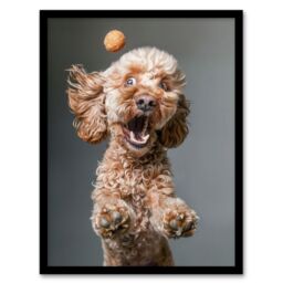 "Artery8 Wall Art Print Funny Cockapoo Dog Lover Treat Catch Photo Art Framed Poster in Black - Size: W12"" x H16""" - thumbnail 1