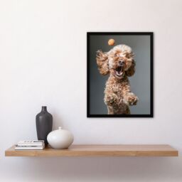 "Artery8 Wall Art Print Funny Cockapoo Dog Lover Treat Catch Photo Art Framed Poster in Black - Size: W12"" x H16""" - thumbnail 4