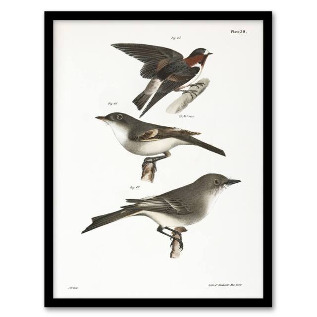 Artery8 James De Kay Cliff Swallow Flycatcher & Sayornis Framed Art Print in White - Size: A4 - image 1