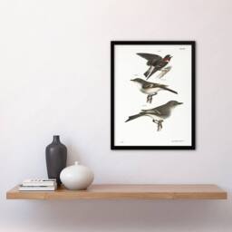 Artery8 James De Kay Cliff Swallow Flycatcher & Sayornis Framed Art Print in White - Size: A4 - thumbnail 4