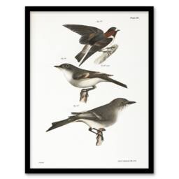 Artery8 James De Kay Cliff Swallow Flycatcher & Sayornis Framed Art Print in White - Size: A4 - thumbnail 1