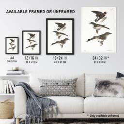 Artery8 James De Kay Cliff Swallow Flycatcher & Sayornis Framed Art Print in White - Size: A4 - thumbnail 3